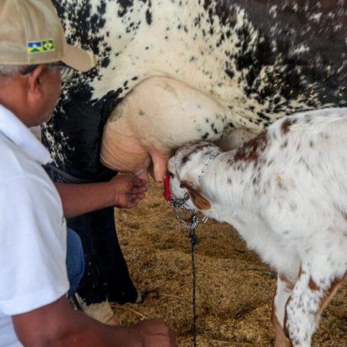 Cadeia produtiva do leite é estimulada com concursos realizados na 12ª Rondônia Rural Show Internacional 