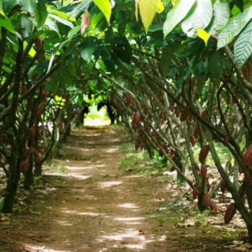 Produtores de Rondônia avançam para fase final do Concurso Nacional do Cacau Especial