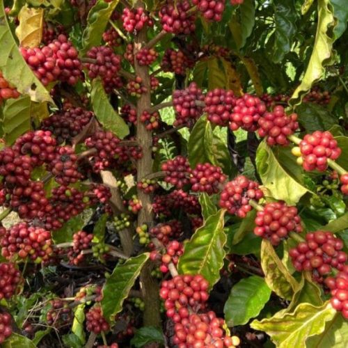 Lançamento da 1ª Feira Tecnológica Robustas Amazônicos vai destacar a importância da variedade do café para Rondônia