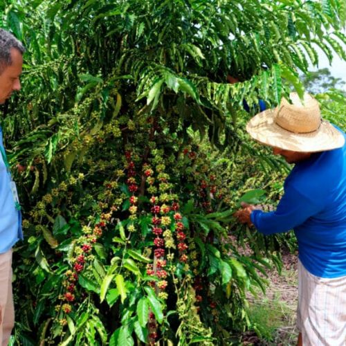 Assistência técnica e extensão rural projetam Rondônia no cenário internacional de produção de alimentos em 2024