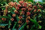 Rondônia dobra em seis anos Valor Bruto da Produção Agropecuária e segue em 2º lugar no ranking da Região Norte