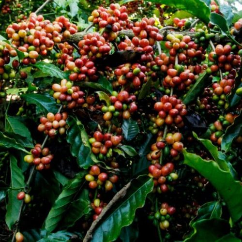 Rondônia dobra em seis anos Valor Bruto da Produção Agropecuária e segue em 2º lugar no ranking da Região Norte