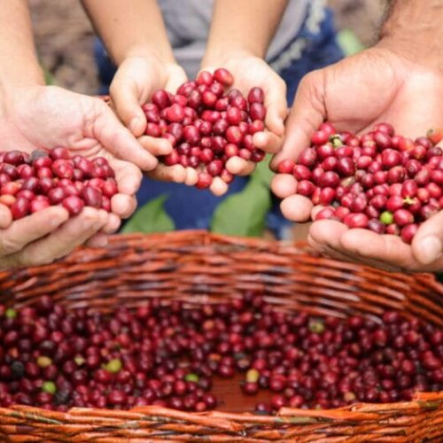Geointeligência do governo de RO evidencia evolução da cafeicultura no estado