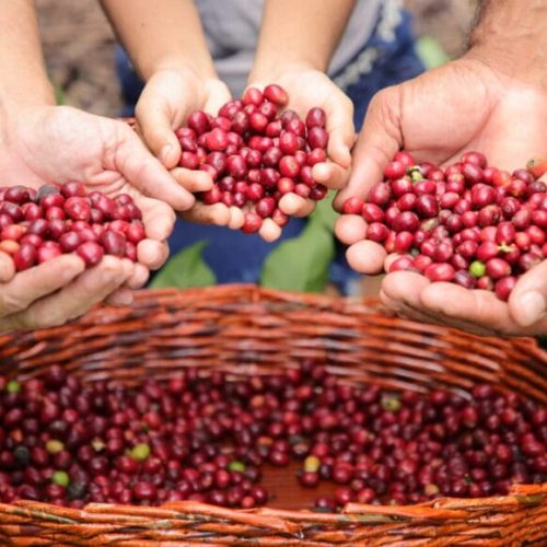 Rondônia alcança recorde histórico de exportação de café com mais de 35 mil sacas em 2024