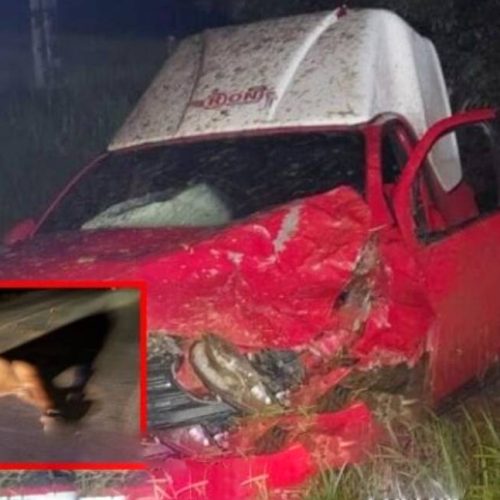 Cavalo solto provoca acidente com maloteiro na RO-479, em Rolim de Moura