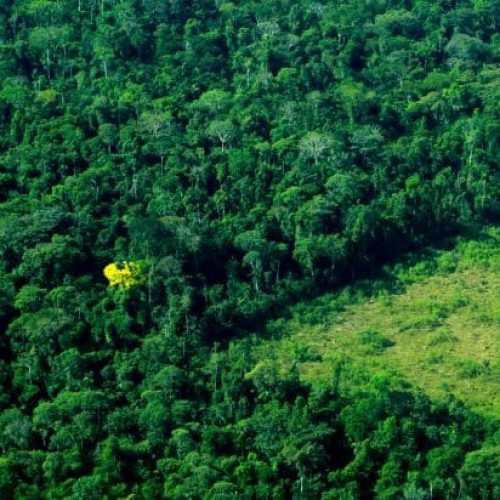 Governo de RO assume papel estratégico no enfrentamento do desmatamento da Amazônia Legal