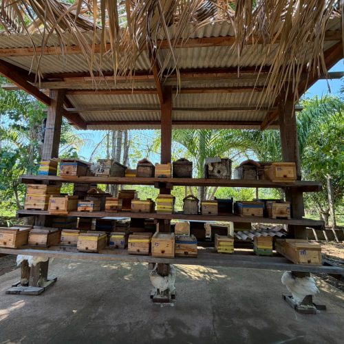Porto Velho fortalece a criação de abelhas e amplia o potencial da cadeia do mel