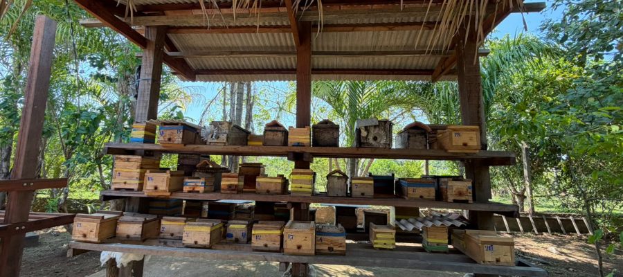 Porto Velho fortalece a criação de abelhas e amplia o potencial da cadeia do mel