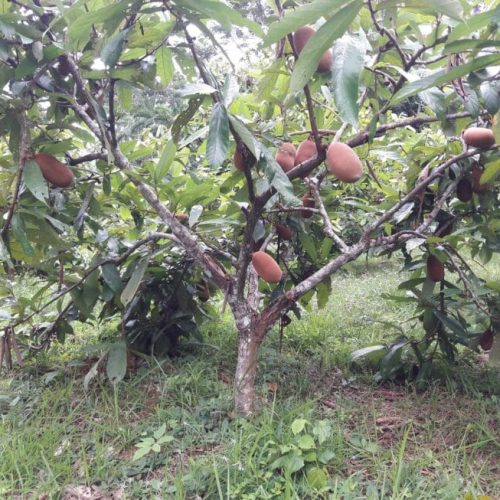 Produtor familiar alia renda e sustentabilidade com suporte do governo de RO