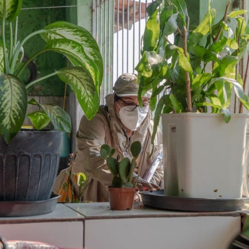 Dengue, Zika e Chikungunya: Como identificar as diferenças e prevenir doenças