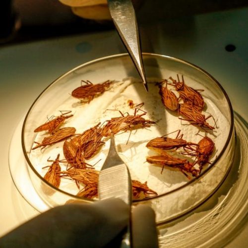 Combate à doença de Chagas é intensificado durante inverno amazônico em Rondônia