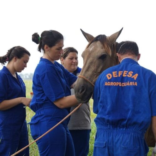 Com dedicação e profissionalismo, mulheres ganham protagonismo na defesa agropecuária em Rondônia