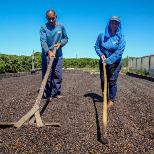 Perseverança, dedicação e apoio do governo de RO transformam a vida de cafeicultores no estado