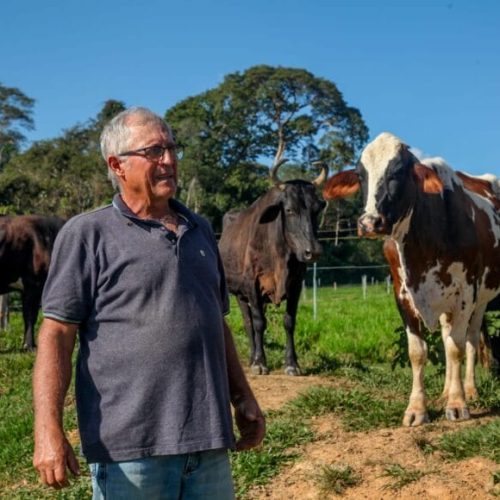 Vacas produzem mais leite em Rondônia com alimentação diferenciada e mudam realidade do campo