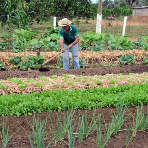 Parceria amplia acesso ao crédito rural a agricultores familiares em Rondônia