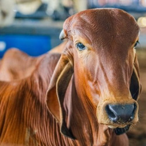 Atuação do governo de RO fortalece a pecuária; estado é líder em exportação de carne na Região Norte