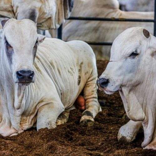 Brasil se iguala a Rondônia e é reconhecido como área livre de febre aftosa sem vacinação