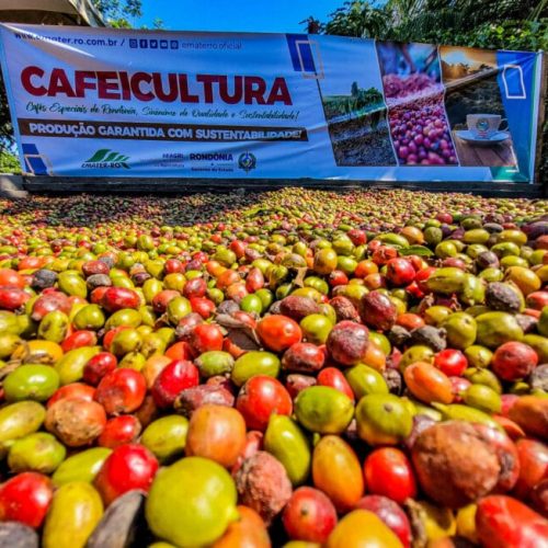Municípios de Rondônia se destacam como grandes produtores de café