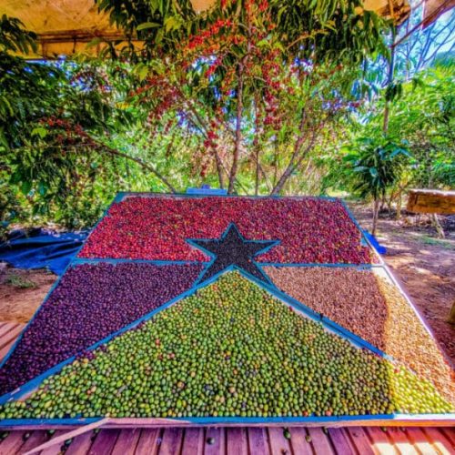 Café de Rondônia bate todos os recordes de vendas e atinge ápice em 2024