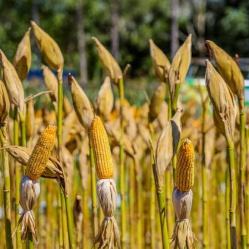 Rondônia registra PIB de R$ 76,4 bilhões e se mantém entre as maiores economias da Região Norte