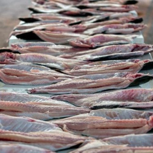 Em 5 meses, exportação do tambaqui de Rondônia já supera 2024