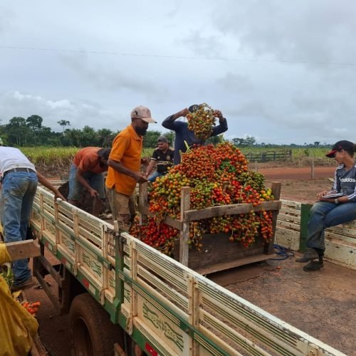 Agricultores podem solicitar transporte gratuito para escoamento da produção na feira livre de domingo