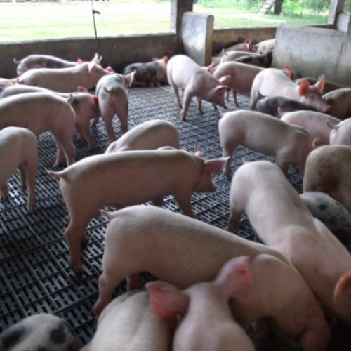 Rondônia viabiliza produção de suínos com foco em mercado e exportação
