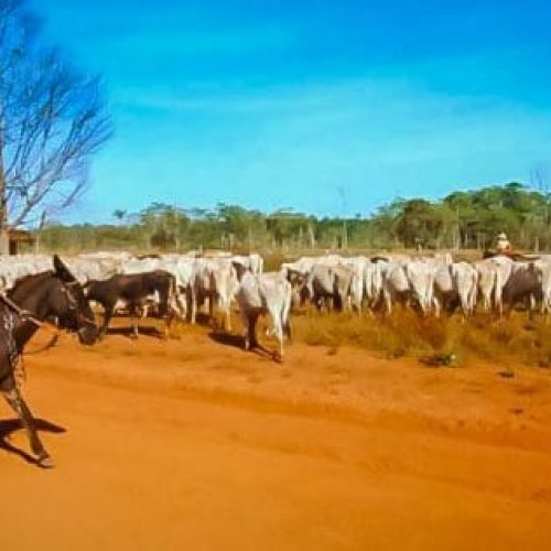 Sistema online de declaração de rebanhos já registra 38% de adesão; atualização obrigatória encerra dia 31 de maio
