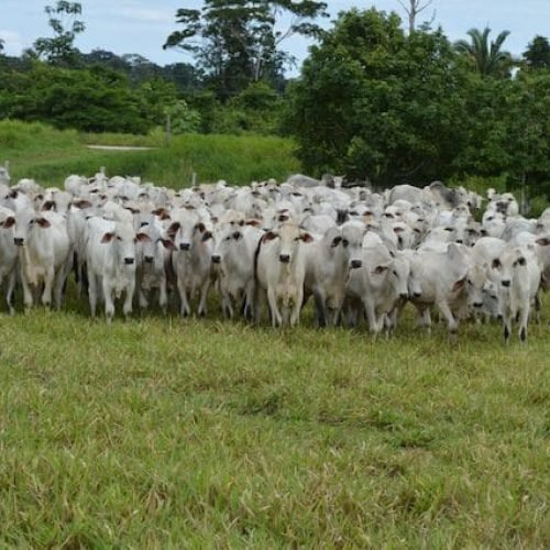 Pecuaristas devem estar atentos ao prazo para a declaração do rebanho que encerra nesta semana