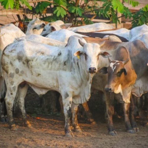 Governo de RO encerra mais uma etapa da declaração de rebanhos, com adesão de 98% dos pecuaristas