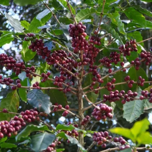 Recuo nos preços é observado na maior parte dos dias desde o final de março • Canva/ Banco de imagem