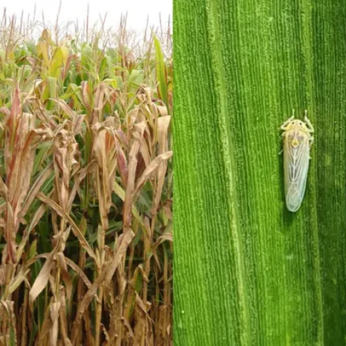 Montante é resultado de aproximadamente 2 bilhões de sacas de milho • Charles Oliveira/ Embrapa
