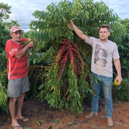 Emater RO de União Bandeirantes realiza nesta sexta-feira (16) a abertura oficial da colheita do café