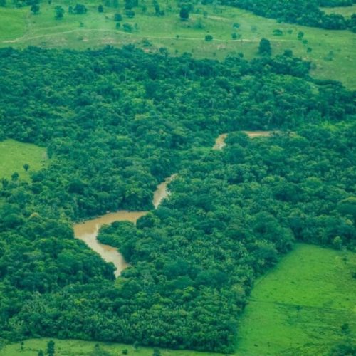 Rondônia tem redução de 35% na taxa de desmatamento entre o período de agosto de 2024 a julho de 2025