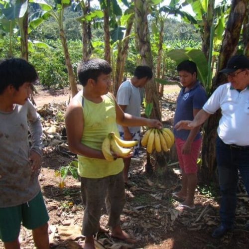 R$ 2,5 milhões destinados ao Programa de Aquisição de Alimentos beneficiam 300 produtores indígenas, em Rondônia
