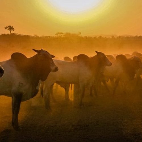 Primeira etapa da declaração obrigatória de rebanhos tem início no dia 1º de maio