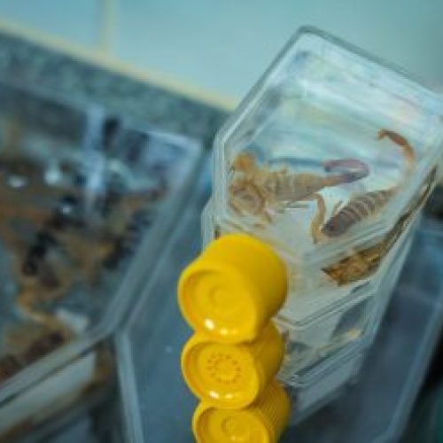 Visita técnica reforça vigilância de acidentes por animais peçonhentos em Jaru e Ouro Preto do Oeste