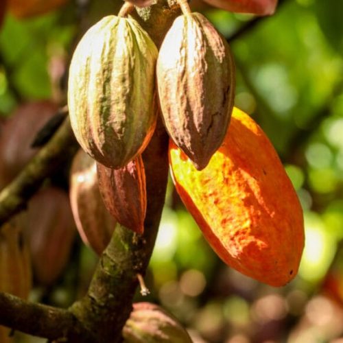Governo de RO realiza campanha para cadastro de lavouras de cacau no estado
