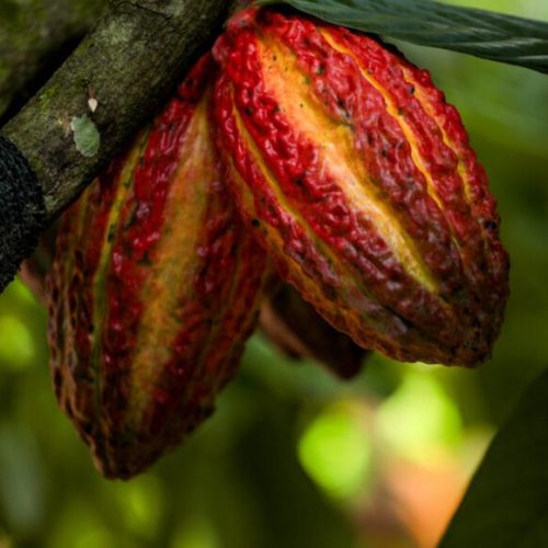 Rondônia sedia pela primeira vez o Concurso Nacional de Qualidade do Cacau