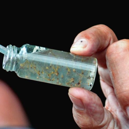 Alerta sobre sintomas e cuidados preventivos com arboviroses é intensificado pelo governo de RO