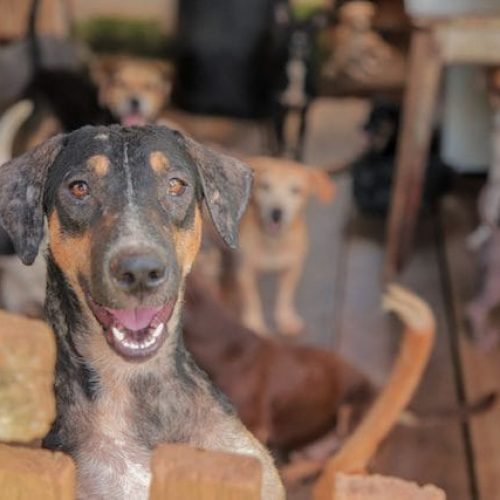 População deve ficar alerta contra crime de maus-tratos aos animais