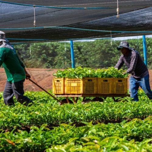 Investimentos do governo de RO na agricultura familiar fortalece desenvolvimento no campo