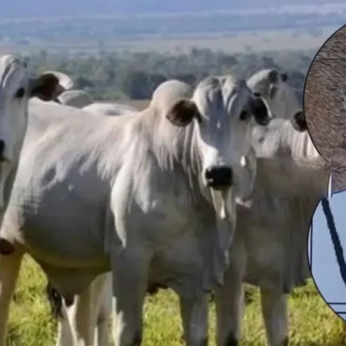Furto de 40 bois é registrado em propriedade rural em Rondônia