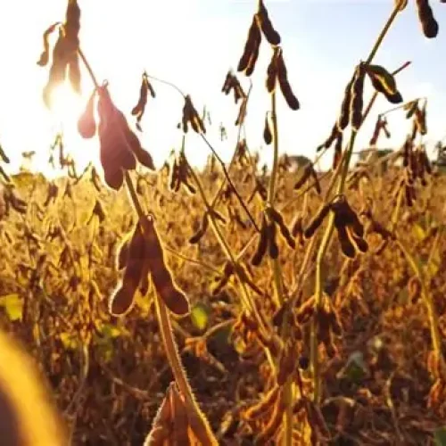 Área plantada com soja em Rondônia deve ultrapassar os 700 mil hectares na safra 2025/2026