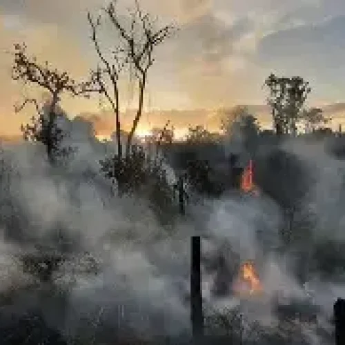 Duas pessoas são presas por atear fogo em áreas de vegetação em RO