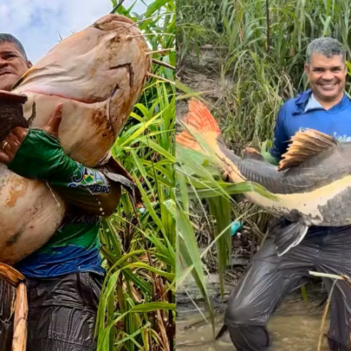 Pescador fisga pirarara gigante no Rio Madeira