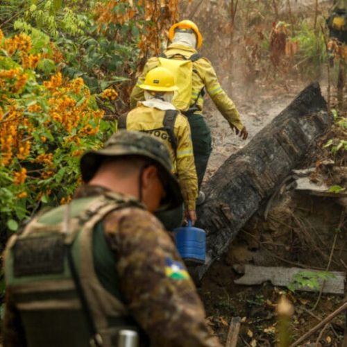Fiscalização e responsabilização por crimes ambientais são intensificadas em Rondônia