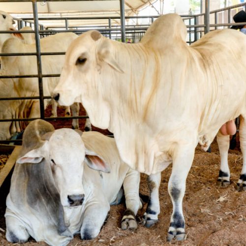 Governo de RO reduz ICMS do gado para fortalecer cadeia da carne e ampliar competitividade do setor