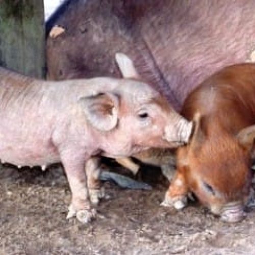 Programa sanitário voltado a suinocultura contribui para fortalecimento da produção em Rondônia