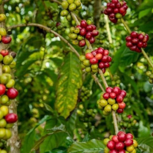 Inscrições para o 9º Concurso de Qualidade e Sustentabilidade do Café de Rondônia estão abertas até dia 9 de agosto